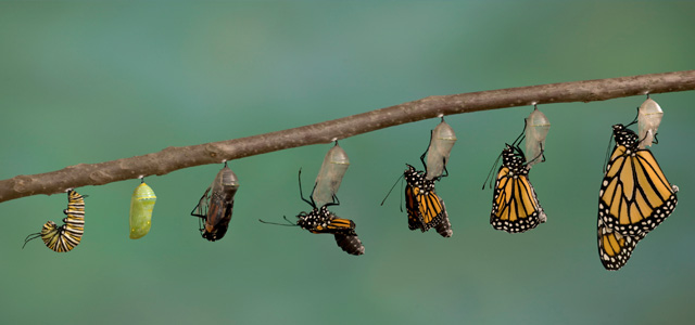 Transformation du papillon comme illustration de la transition connectée