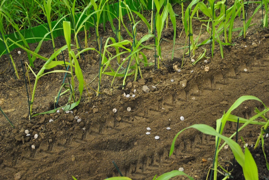 graine drone agricole