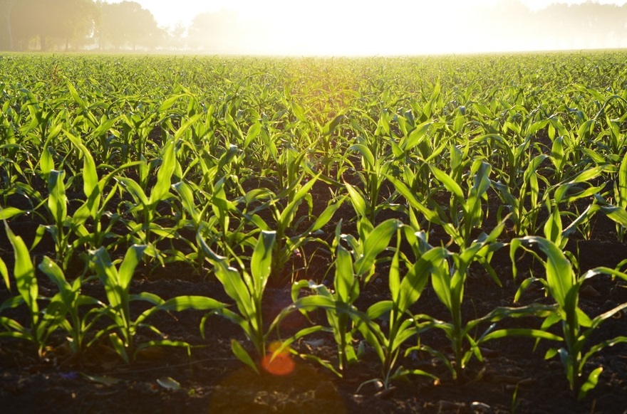 smart agriculture champ