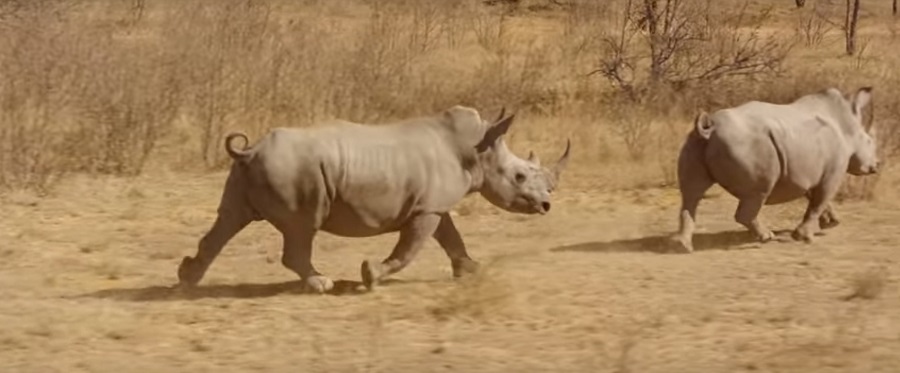 rhinoceros iot