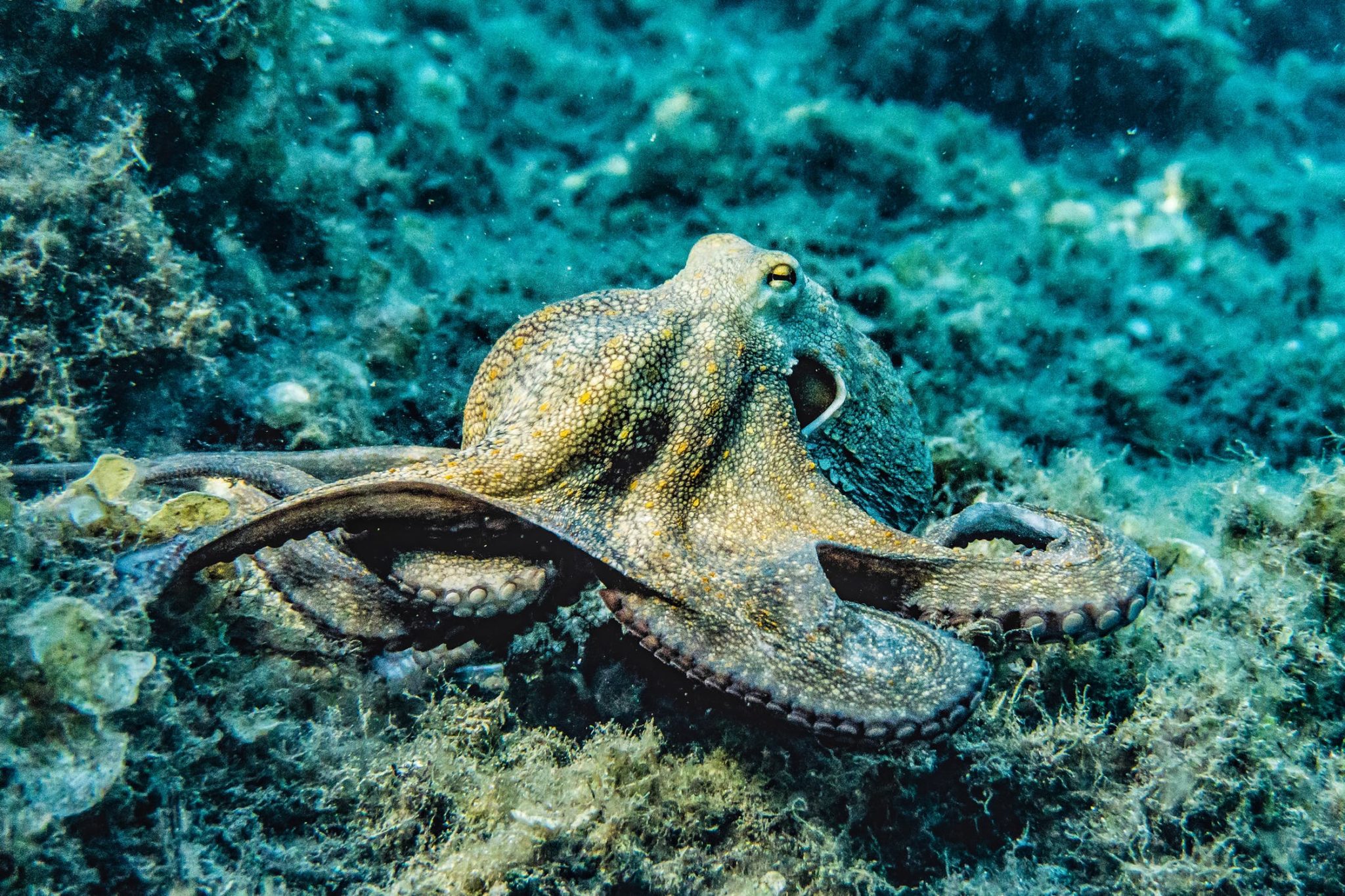 octopus lora semtech