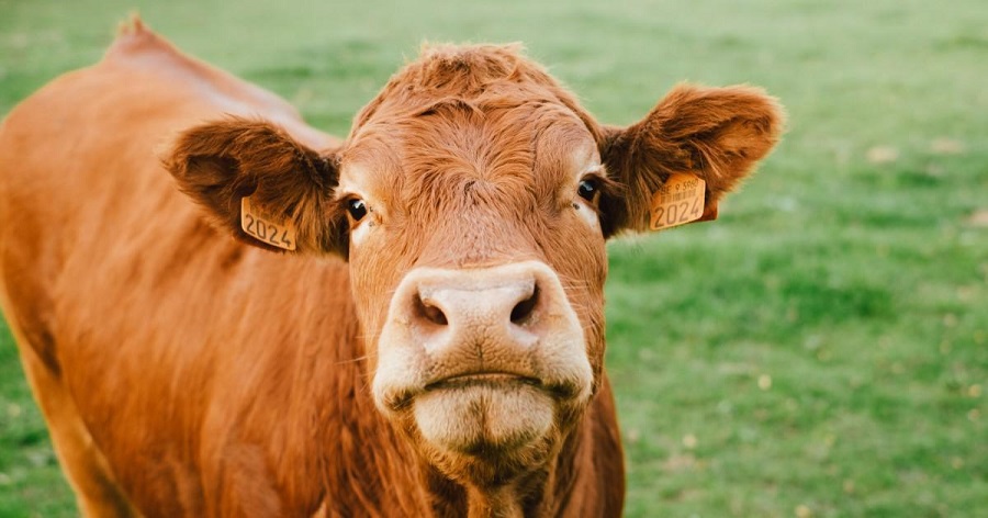 une vache du limousin