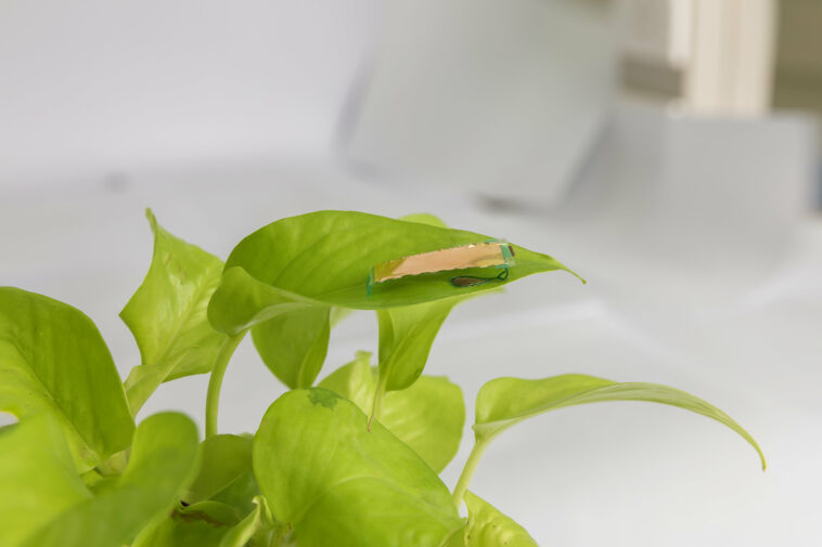 Des mini robots de la taille d'un insecte