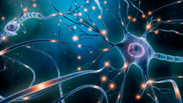 Neurone humain