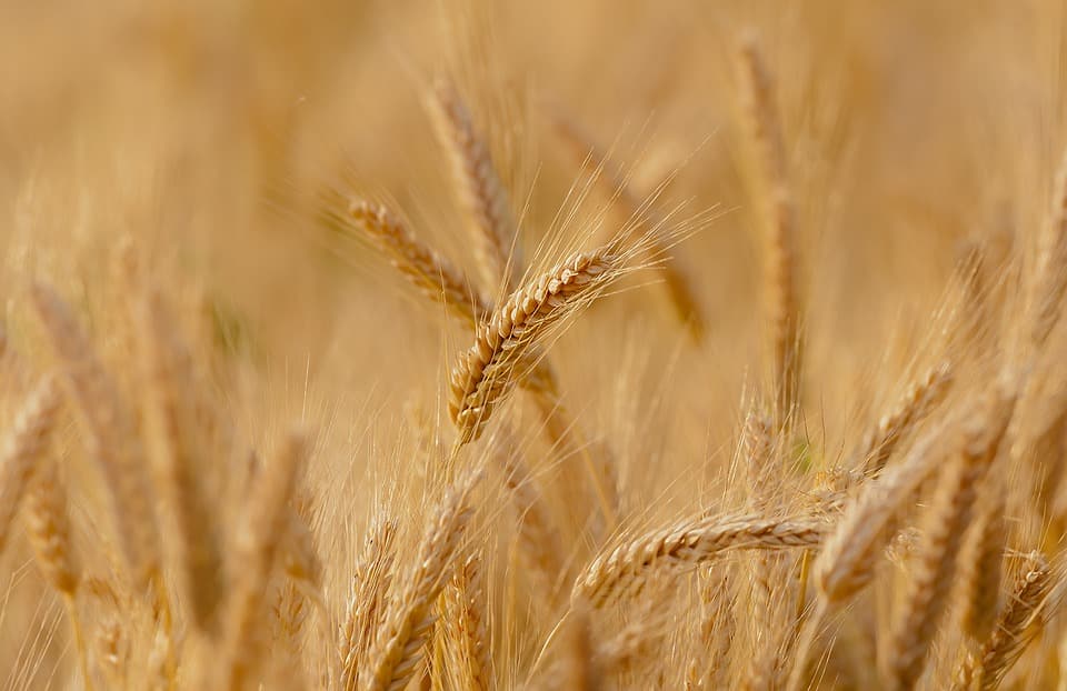 Les nanogénérateurs à base de plantes soulignent les promesses de l’électronique biodégradable