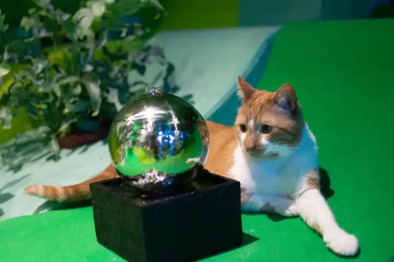 Collaboration multispecies Interaction robot-chat