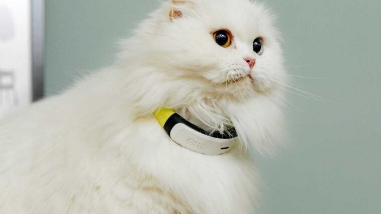 Kippy CAT 2 : le collier anti-étranglement connecté