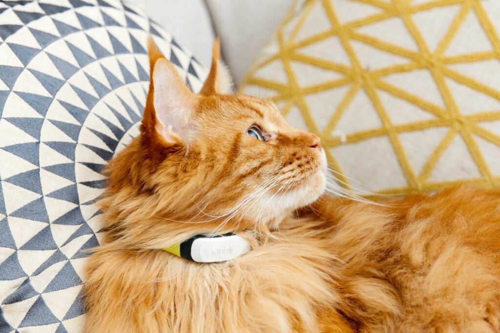 Kippy CAT 2 : le collier anti-étranglement connecté