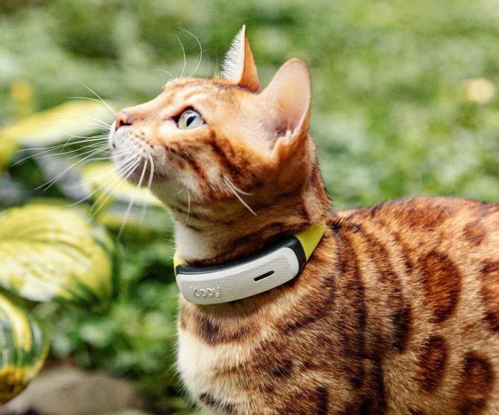 Kippy CAT 2 : le collier anti-étranglement connecté
